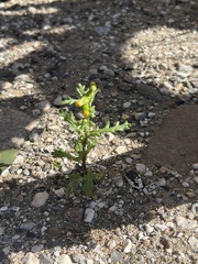 Senecio