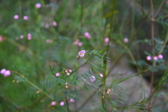 Boronia floribunda