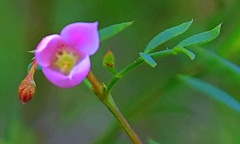 Boronia floribunda