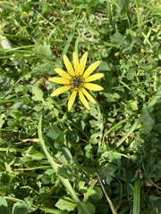 Arctotheca calendula