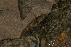 Actinopterygii