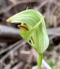 Pterostylis curta