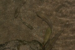 Actinopterygii
