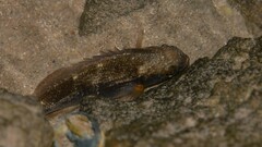 Actinopterygii