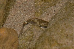 Actinopterygii