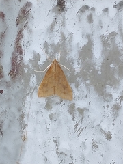 Udea ferrugalis