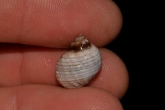Echinolittorina australis