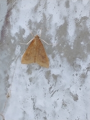 Udea ferrugalis