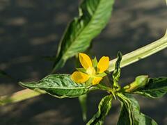 Ludwigia erecta
