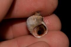 Echinolittorina australis