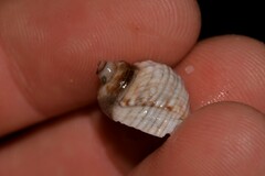 Echinolittorina australis