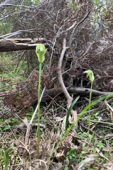 Pterostylis curta