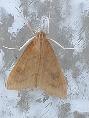 Udea ferrugalis