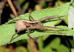 Neoctenus