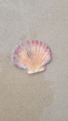 Pecten fumatus