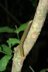 Rhinocricidae