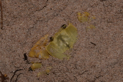 Ocypode convexa
