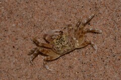 Ocypode convexa