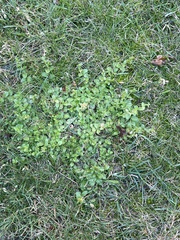 Lysimachia nummularia