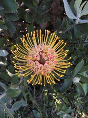 Leucospermum × hybridum