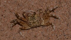 Ocypode convexa