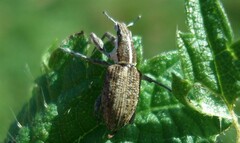 Charagmus gressorius