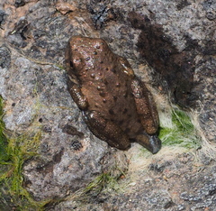 Hyla arenicolor