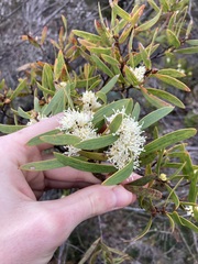 Hakea ambigua