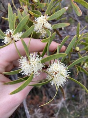 Hakea ambigua