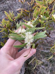 Hakea ambigua