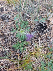 Pulsatilla ambigua