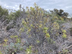 Hakea ambigua