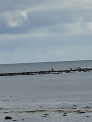 Phalacrocorax varius