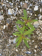 Chamaenerion angustifolium