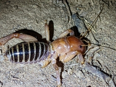Ammopelmatus