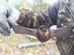 Eptesicus nilssonii