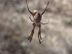 Trichonephila edulis