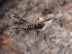 Trichonephila edulis