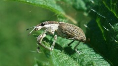 Charagmus gressorius