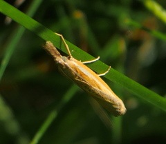 Agriphila tristella