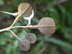 Corokia cotoneaster