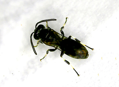 Hylaeus