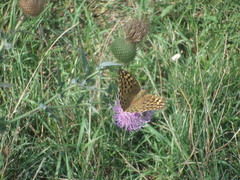 Argynnis pandora