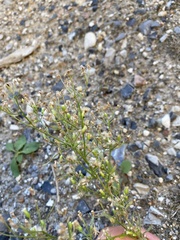 Erigeron canadensis