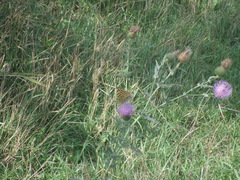 Argynnis pandora