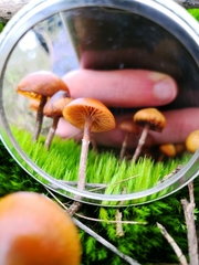 Galerina