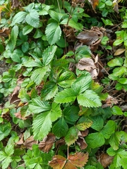 Fragaria vesca