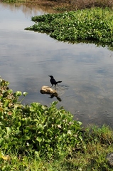 Quiscalus major westoni