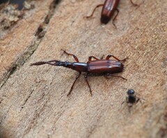 Brentidae