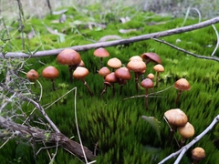 Galerina